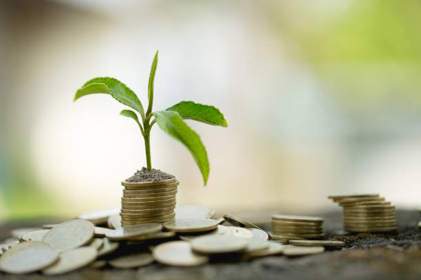 Tree on the coin ladder. Growing plant on row of coin money for finance and banking concept. save and investment for buy house concept Business growth.